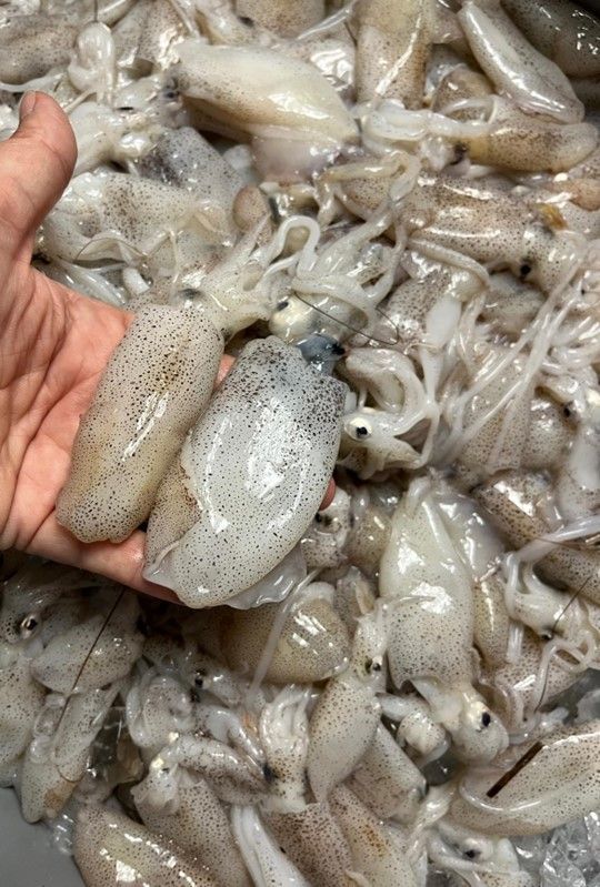 A person is holding a squid in their hand in front of a pile of squid.