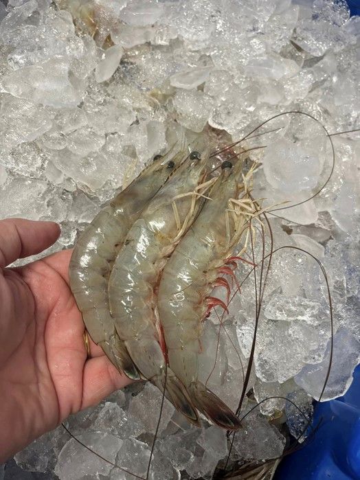 A person is holding a shrimp in their hand in front of ice.