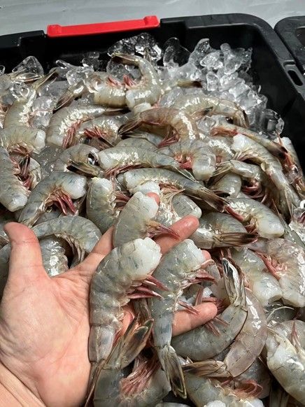 A person is holding a shrimp in their hand in front of a pile of shrimp.