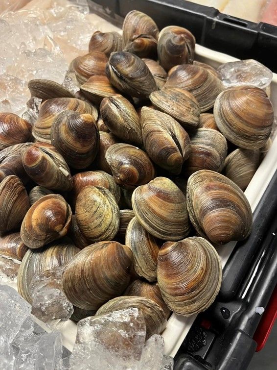 A pile of clams sitting on top of ice in a container.