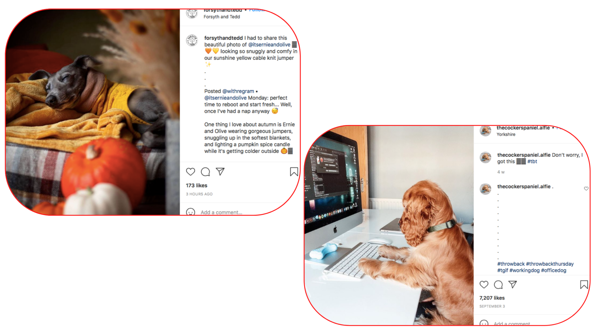 Pet use in social media