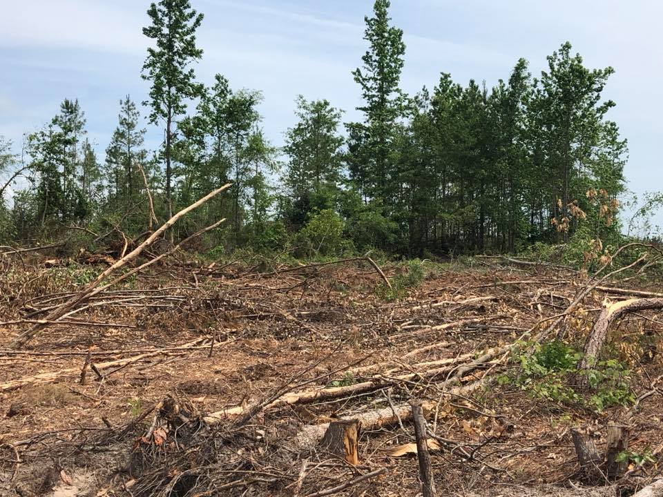 Cleared forest area with cut tree stumps and scattered debris under a line of young pine trees.