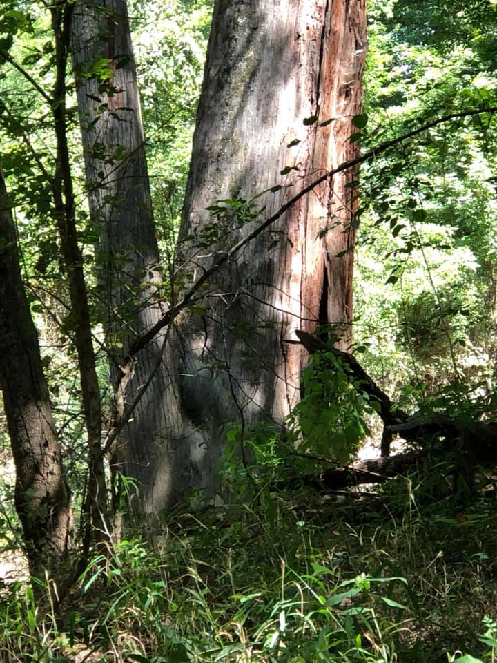 Sunlit forest with large tree trunks and dense green undergrowth