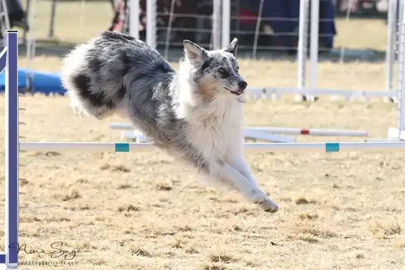 Gray-and-white dog leaping over an agility hurdle in a grassy field