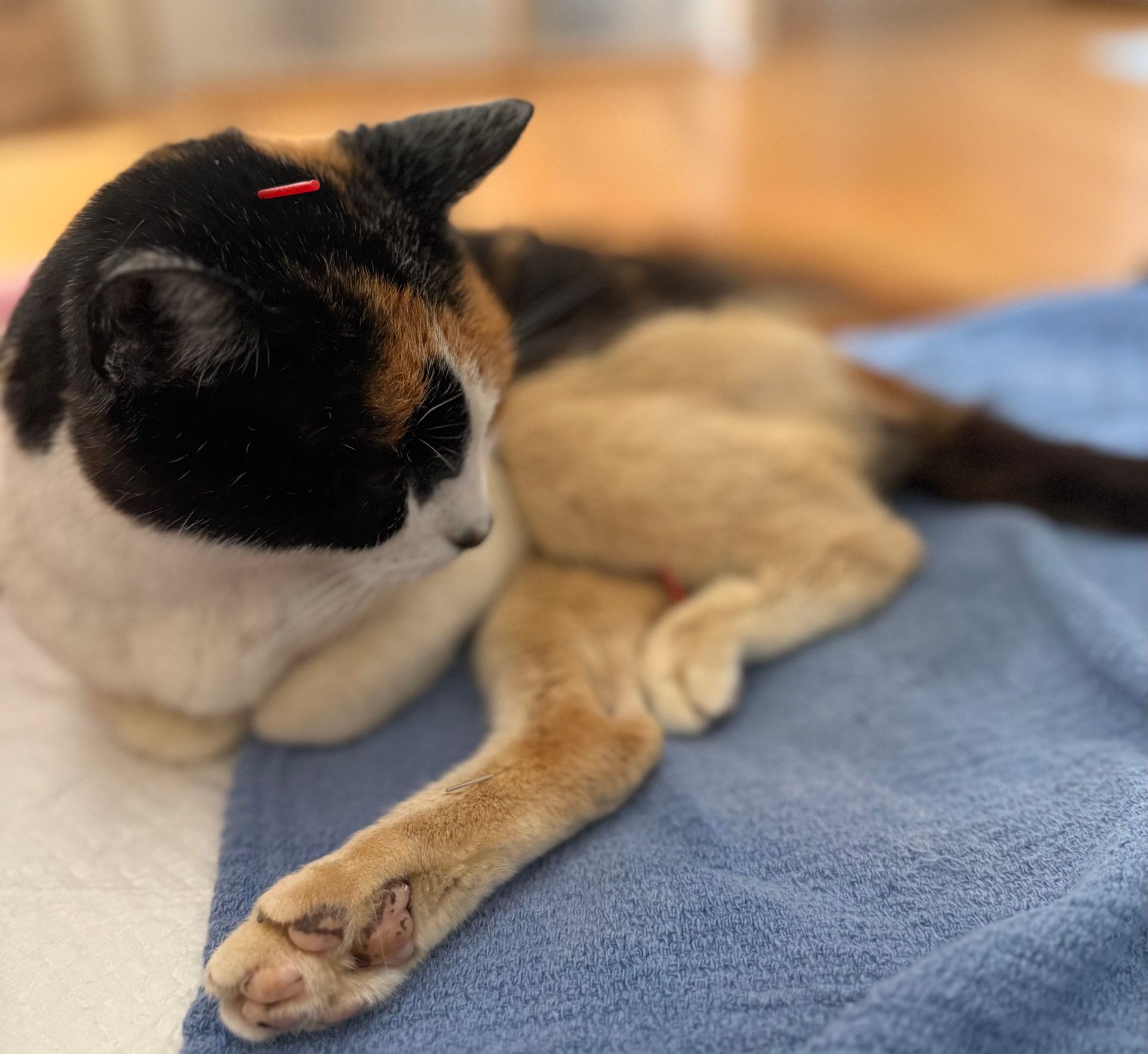 Calico cat with an acupuncture needle lounging on a blue towel.