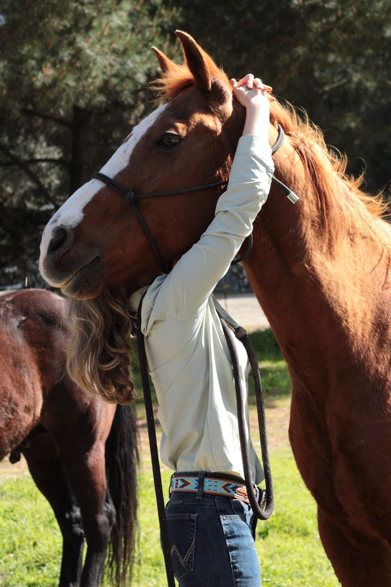 Vet examining a horse