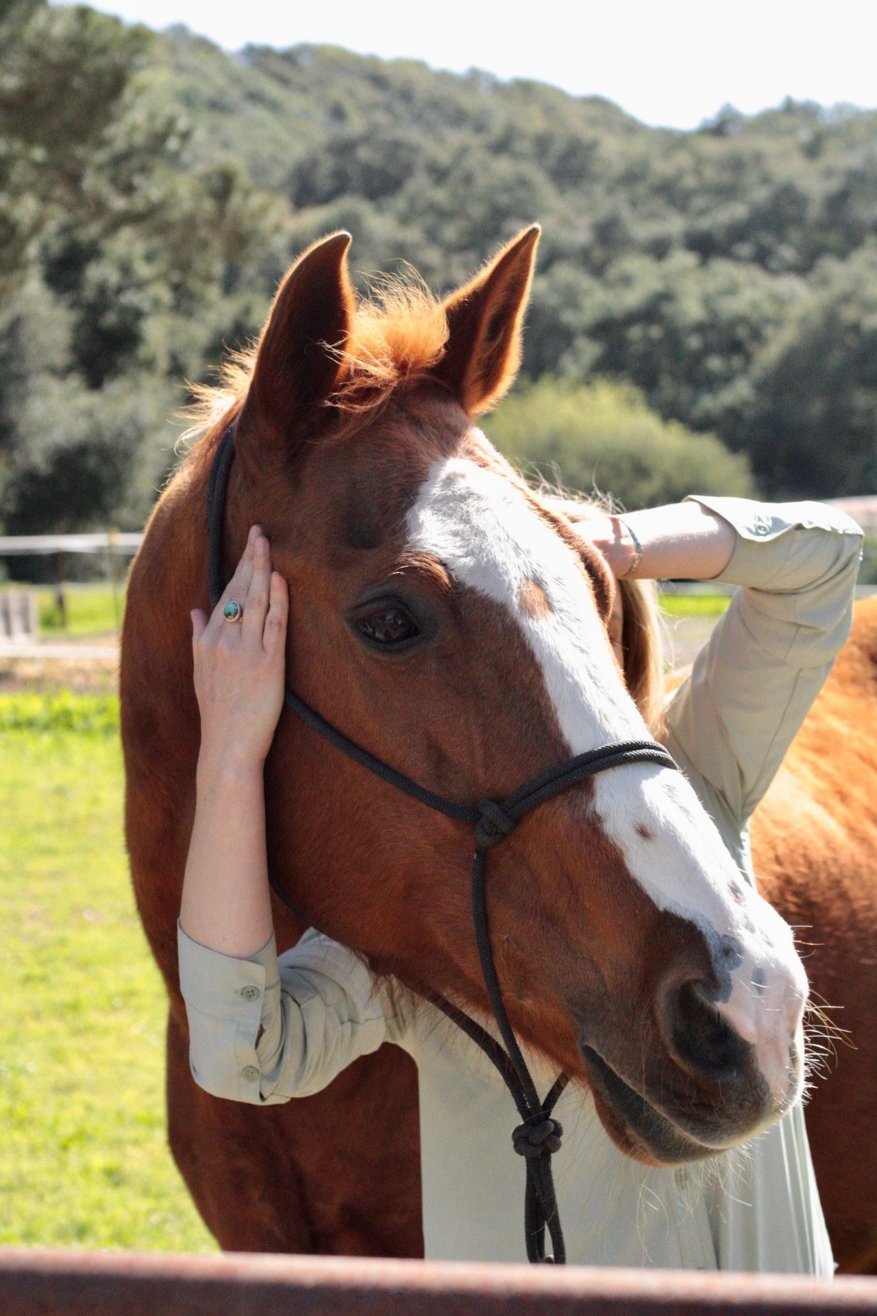 Person holding a brown horse with a white blaze in a sunny outdoor pasture