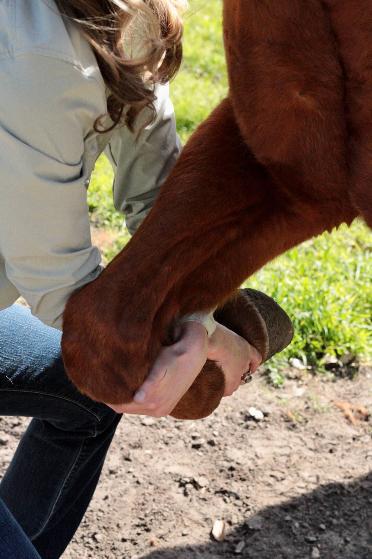Woman checking a horse's leg and hoof