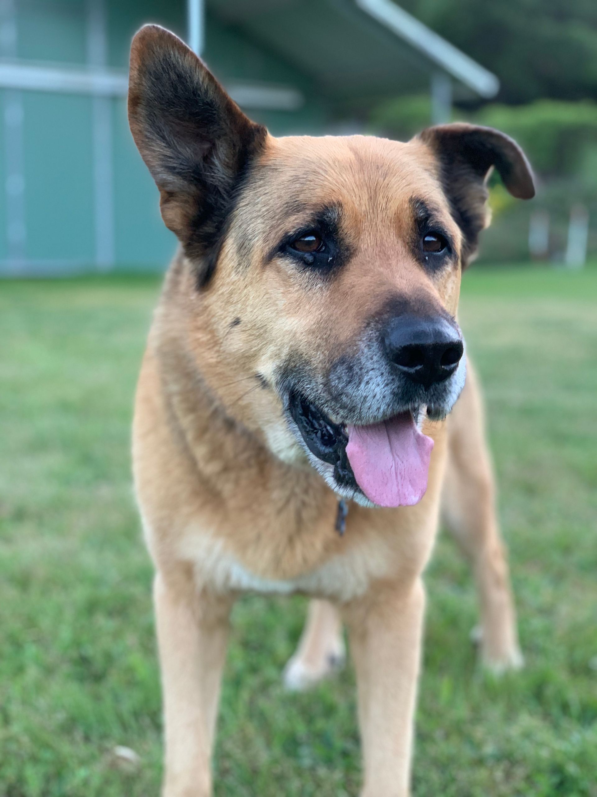 Tan German Shepherd standing on grass with tongue out and ears perked