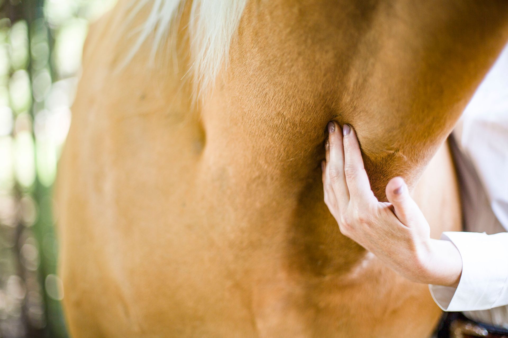 Hand touching a horse’s neck outdoors