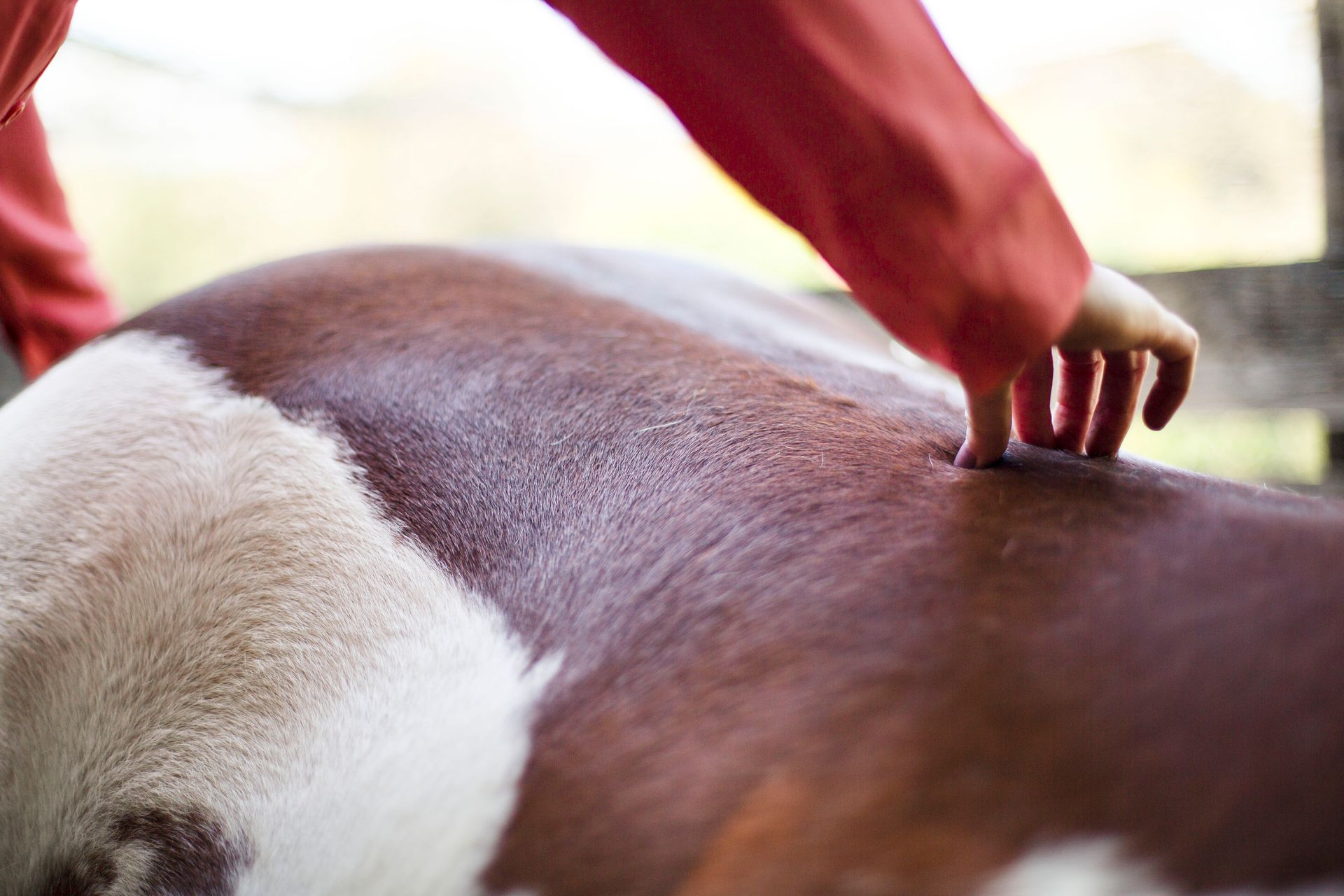 Hand petting a brown-and-white horse’s back close-up