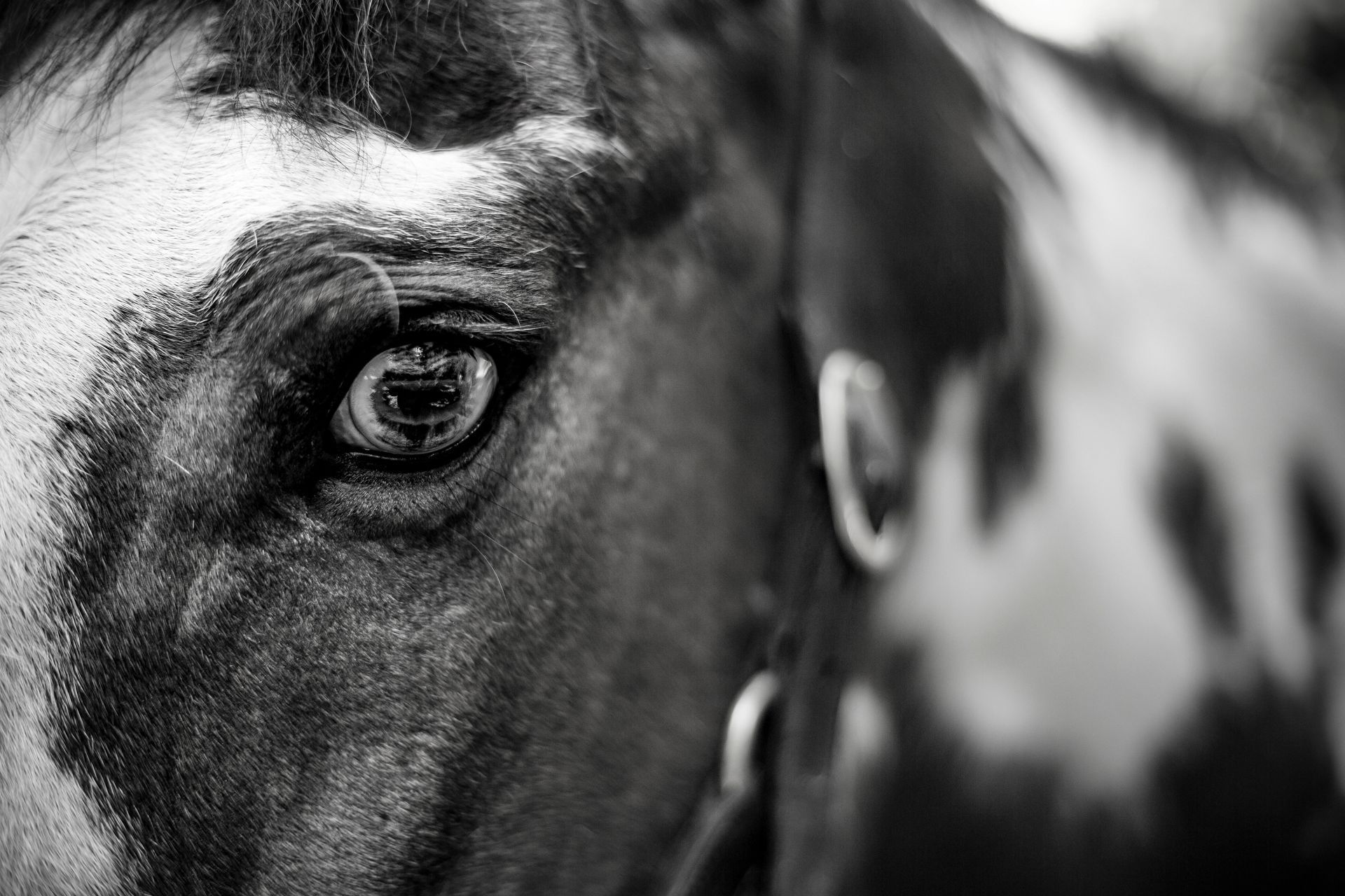 A close-up of a horse's eye