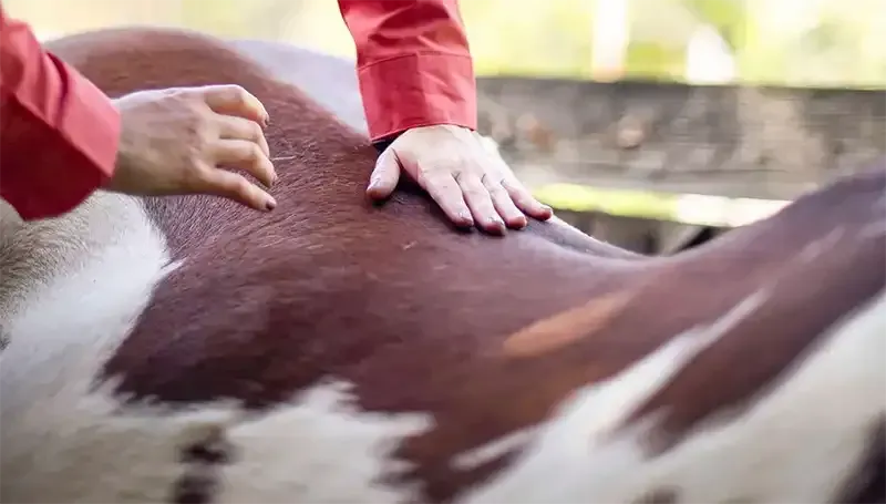 Hands palpating the back of a brown and white cow, outdoors. Red sleeves are visible.