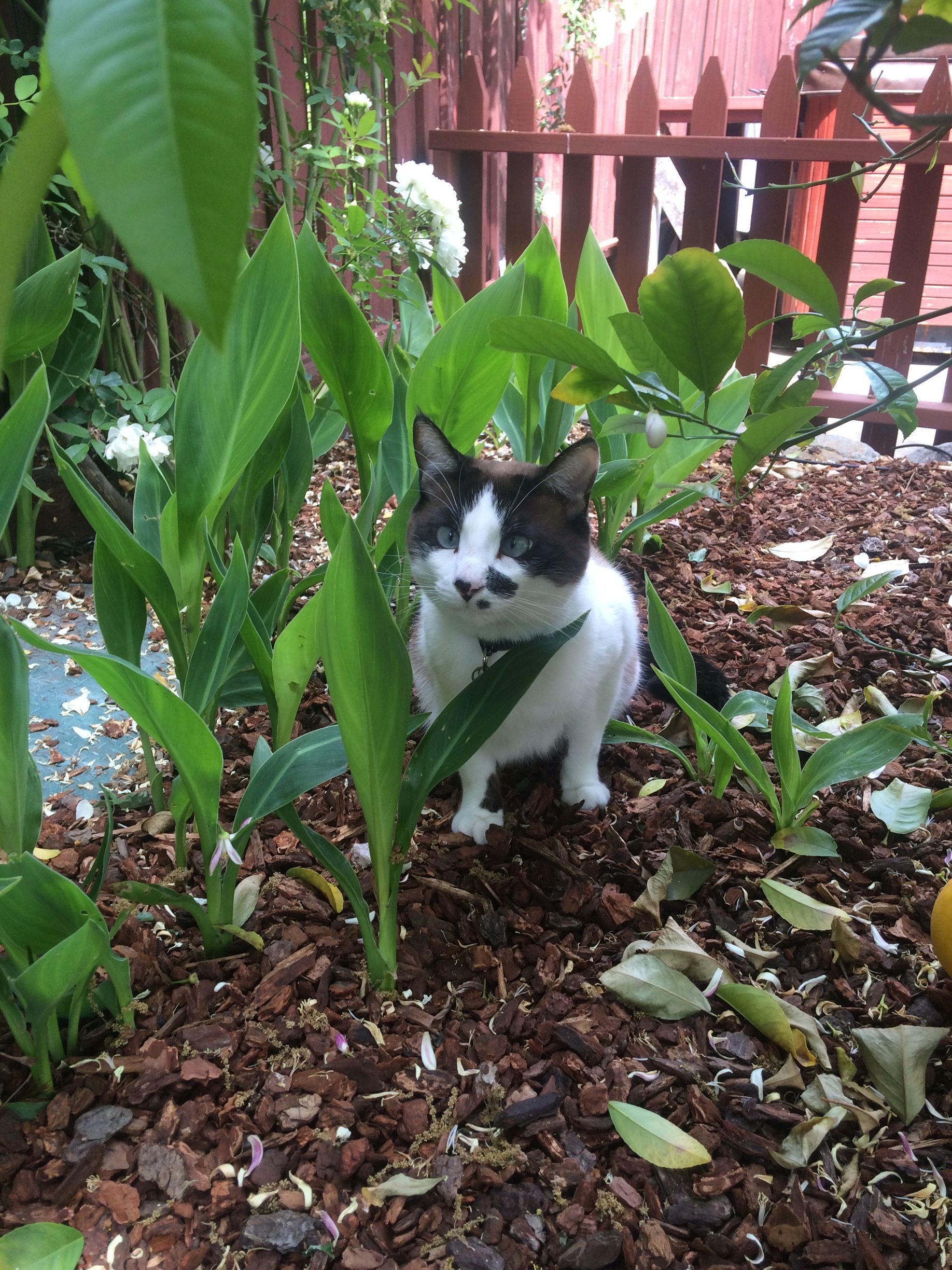 Black-and-white cat sitting among green plants in a garden near a wooden fence
