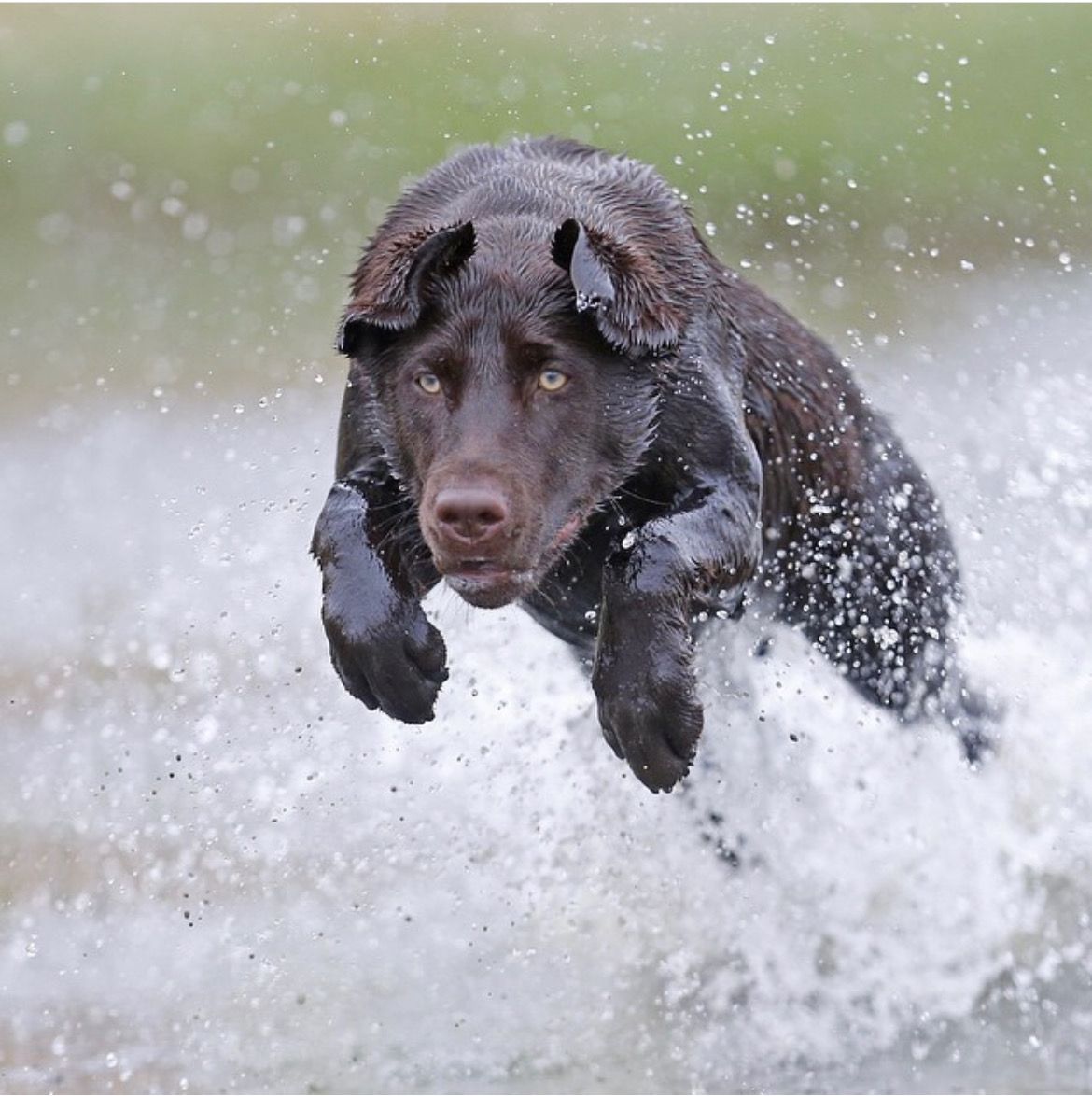 Black dog leaping through shallow water, splashing with ears flapping and focused expression