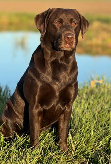 Brown dog sitting on grass beside a pond in warm sunlight