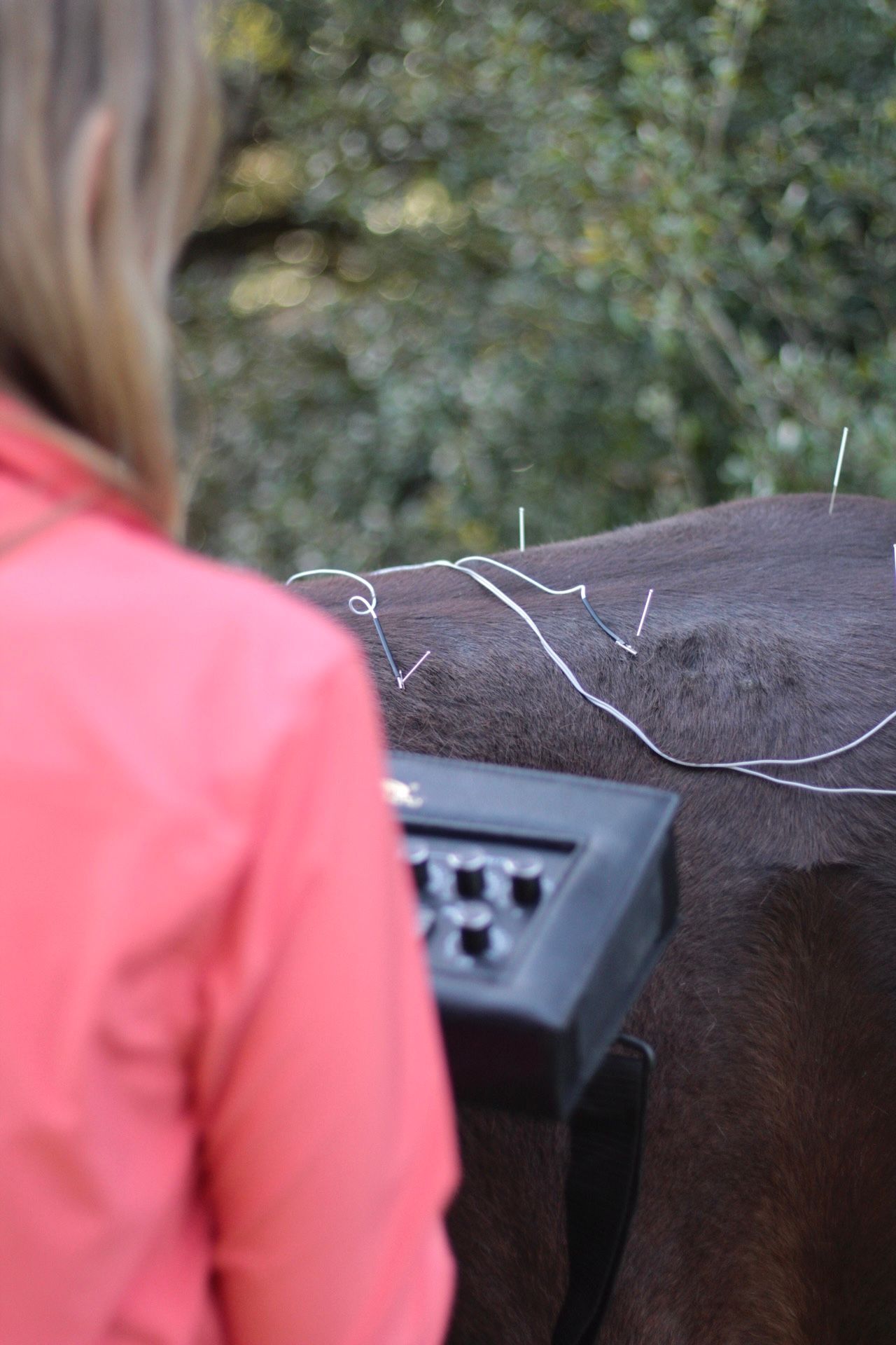 Person in a pink jacket beside a brown horse with a black saddle in an outdoor setting