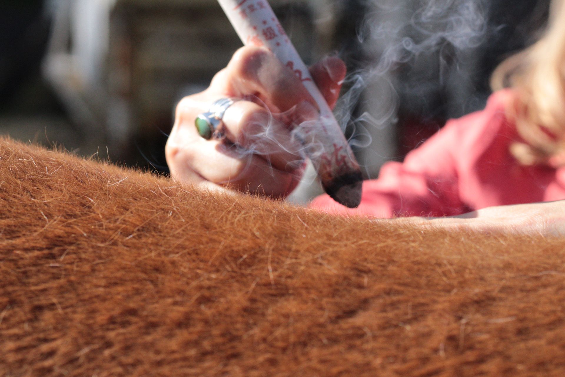 Person holds a bundle of mugwort over a horse, with smoke rising in a close-up outdoor scene.