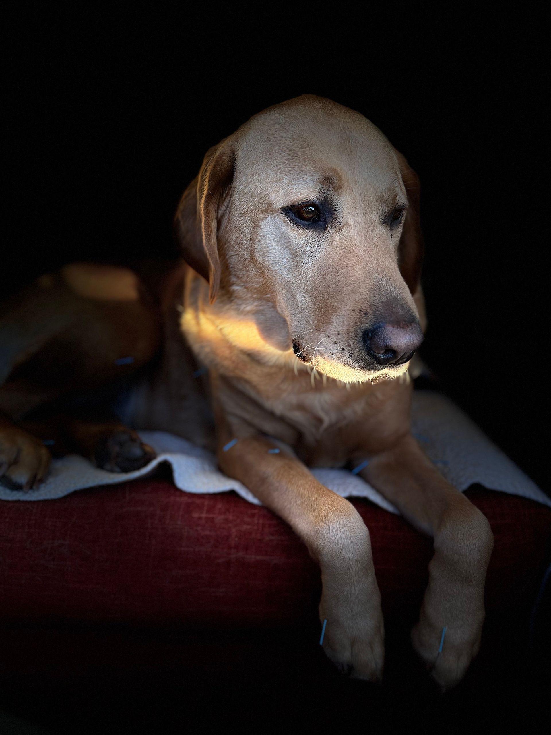 Golden dog resting in a dark crate, lit by a strip of sunlight, with front paws hanging over the edge
