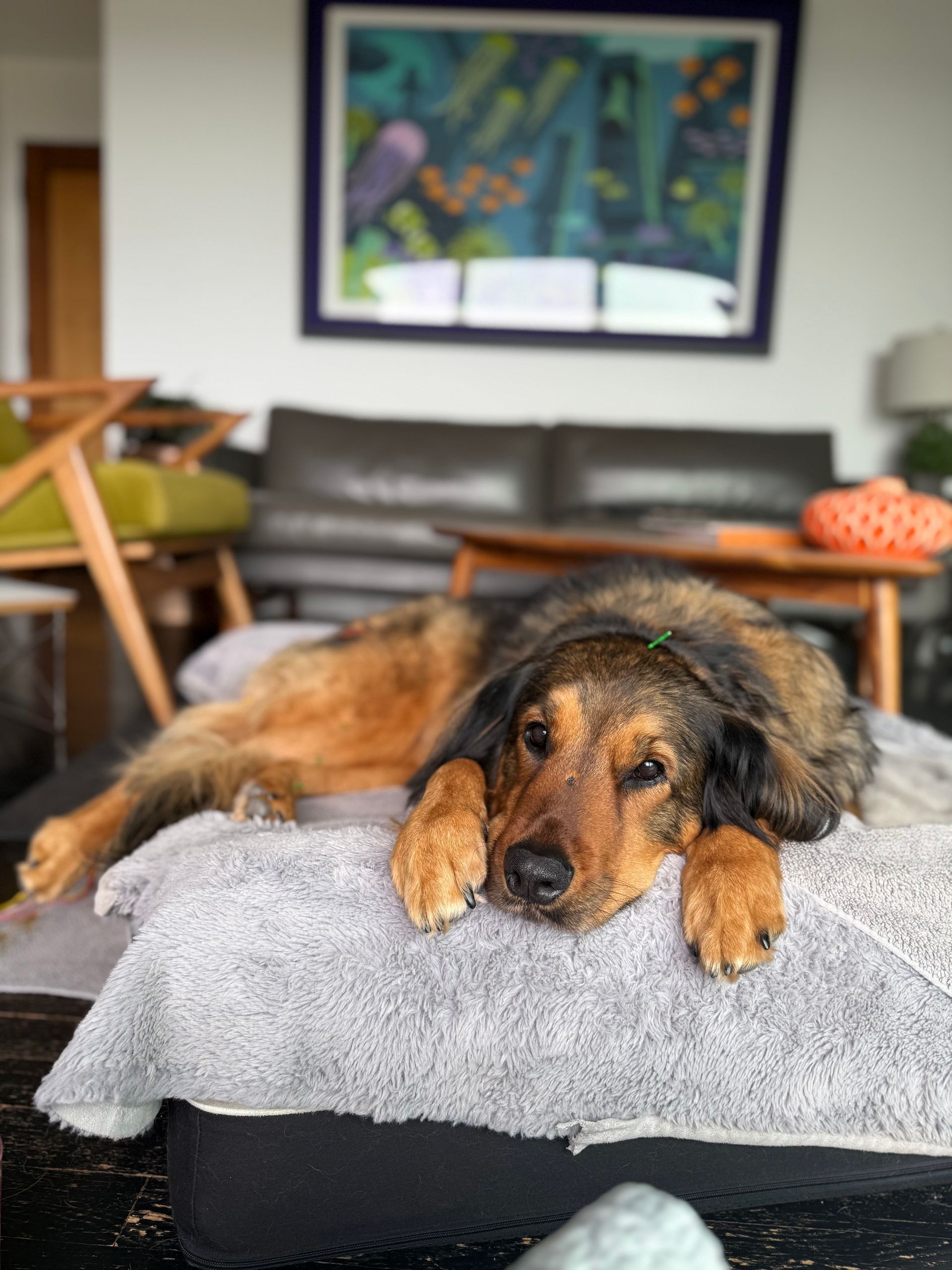 A dog lounging on a gray blanket on a couch in a living room