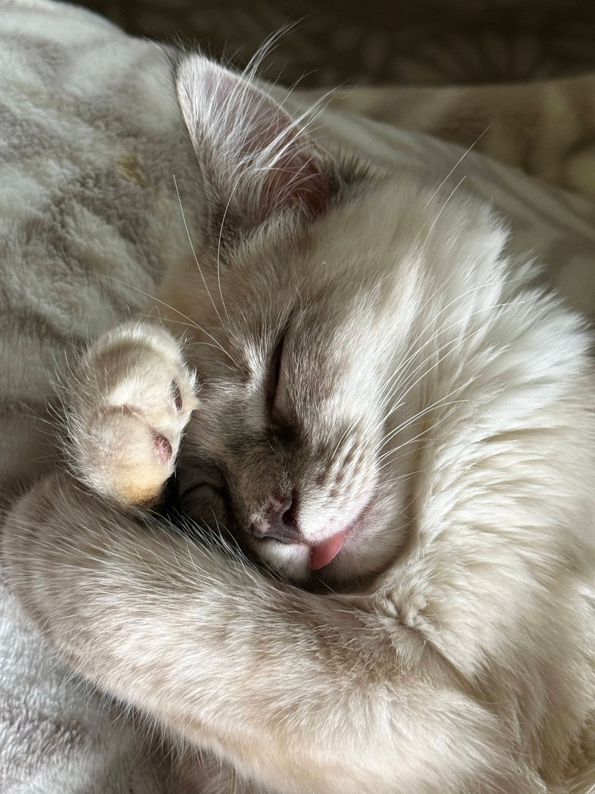 Sleeping fluffy cream-colored cat curled up with a paw over its face on a soft bed