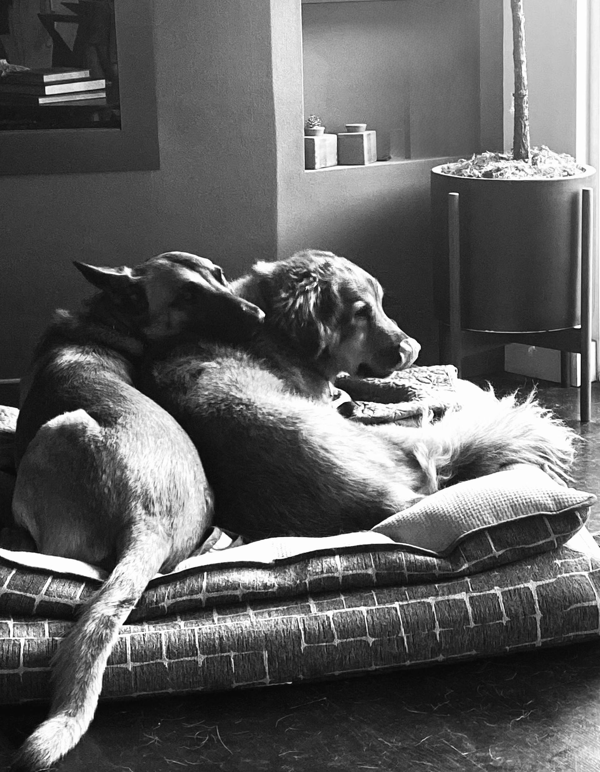 Two dogs curled together on a cushioned pet bed in a sunlit room near a window.