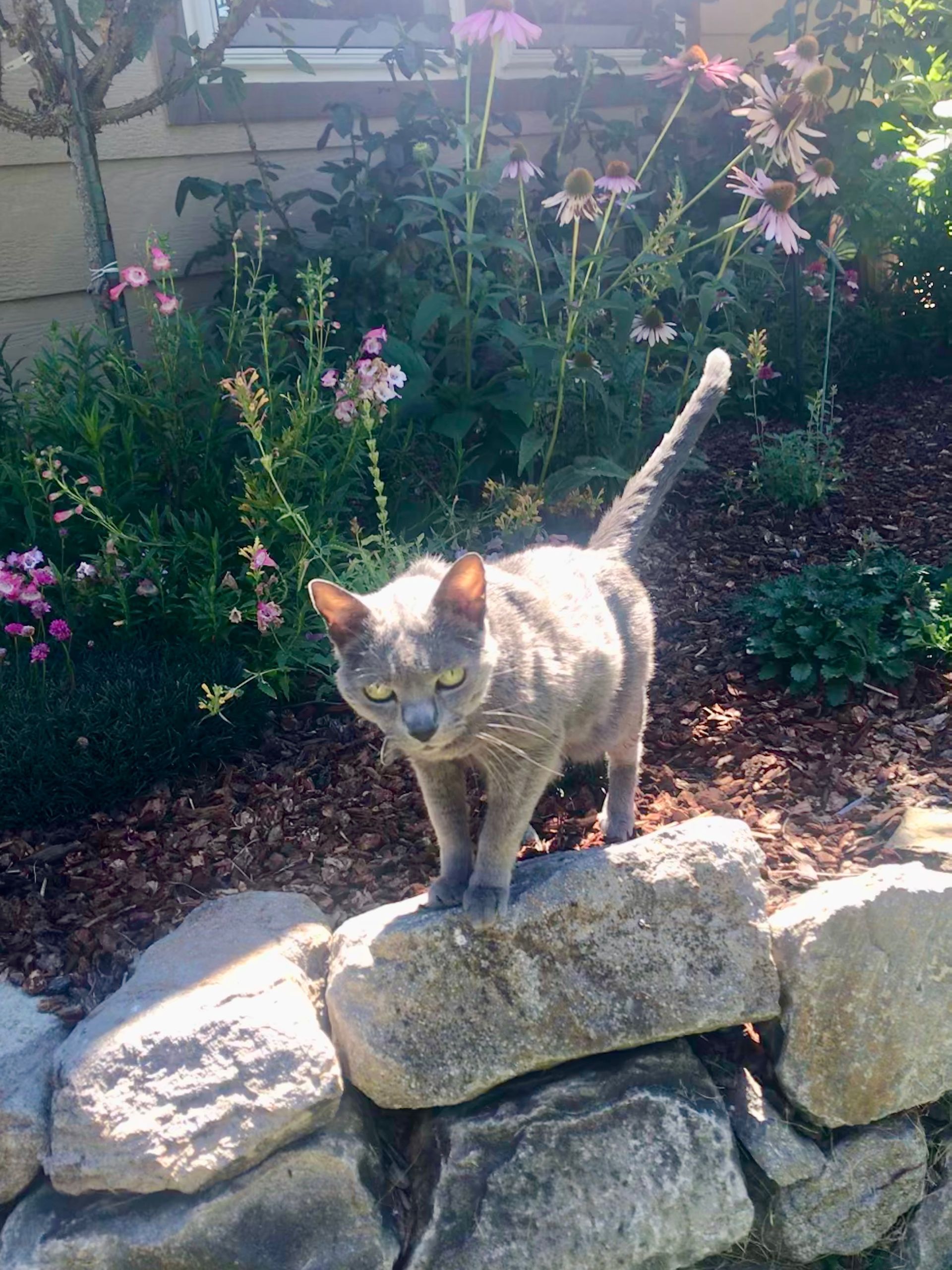 Gray cat standing on a stone wall in a flower garden, tail raised.