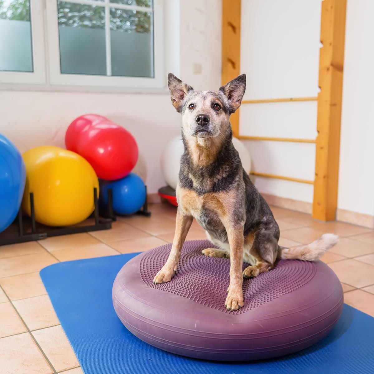 Dog sitting on a purple balance cushion in a bright indoor playroom with colorful exercise balls.