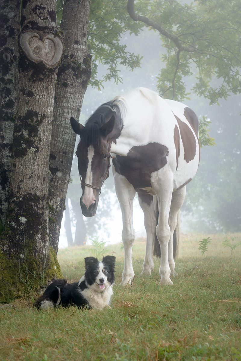 White-and-brown horse standing over a black-and-white dog on foggy grass near a tree