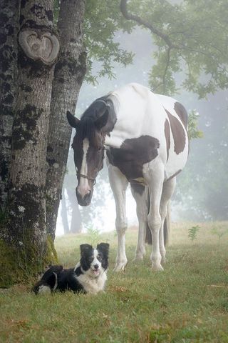 White-and-brown horse standing over a black-and-white dog on foggy grass near a tree