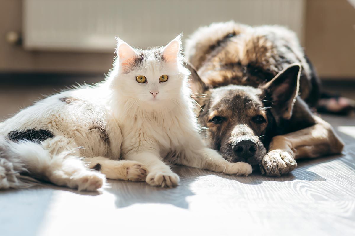 White cat and fluffy dog resting together on a sunlit floor