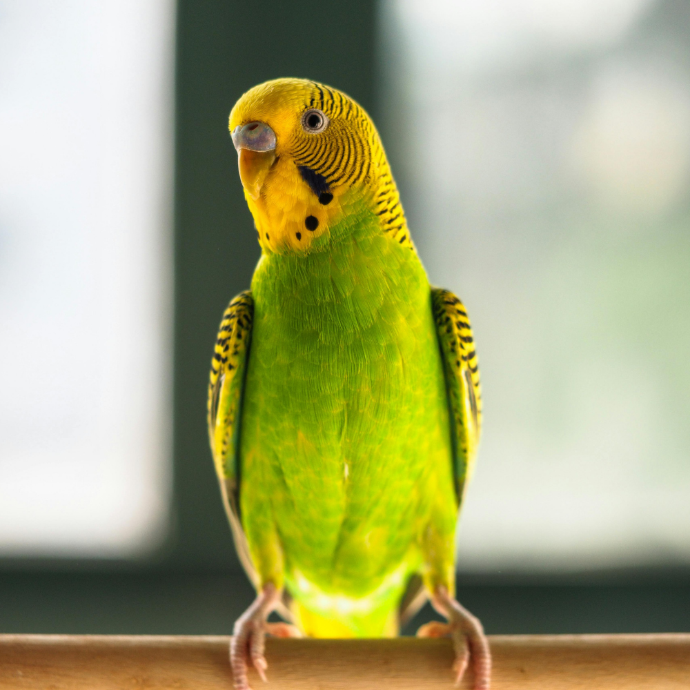 Green and yellow budgie perched on a wooden bar, facing forward against a blurred background