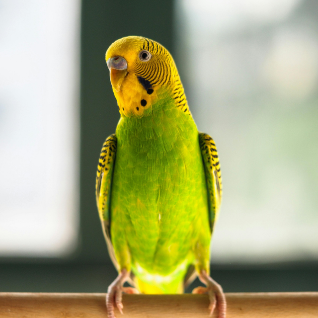 Green and yellow budgie perched on a wooden bar, facing forward against a blurred background