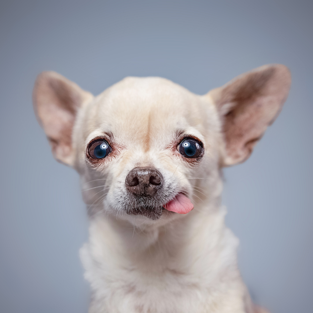 Small white Chihuahua with tongue out against a gray background