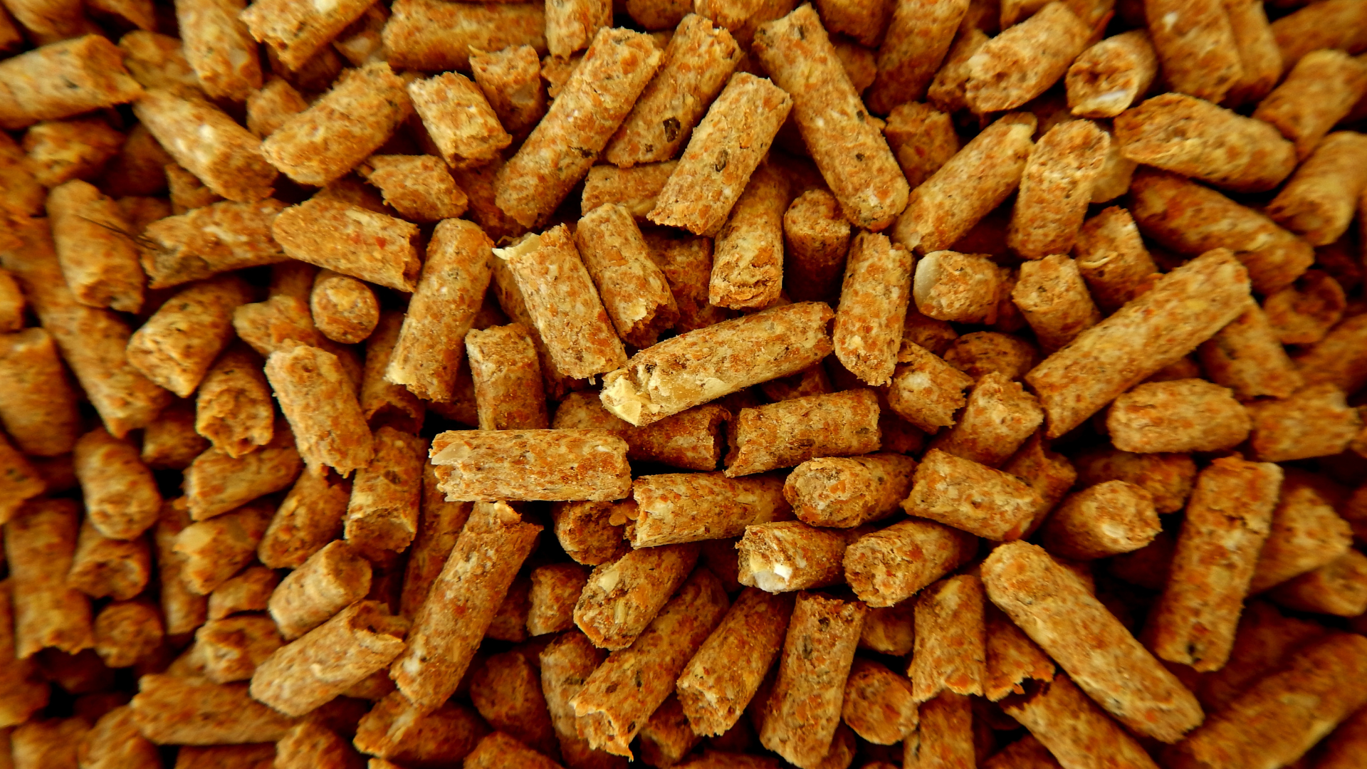 Close-up of scattered brown pet food pellets filling the frame.