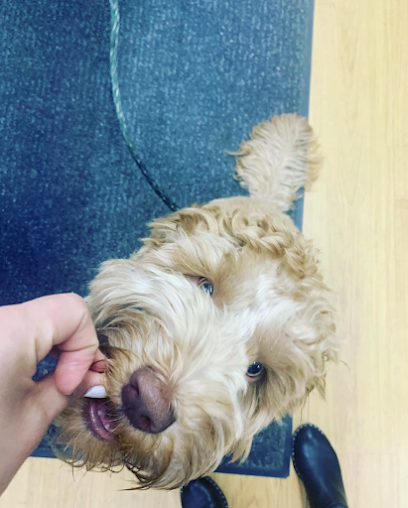 Curly tan dog licking a hand beside a blue mat and beige wall