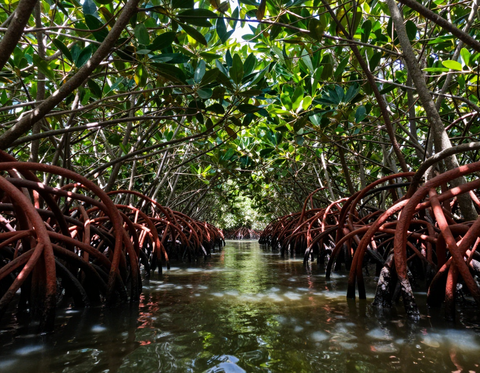 Mangrove canopy tunnel river safari