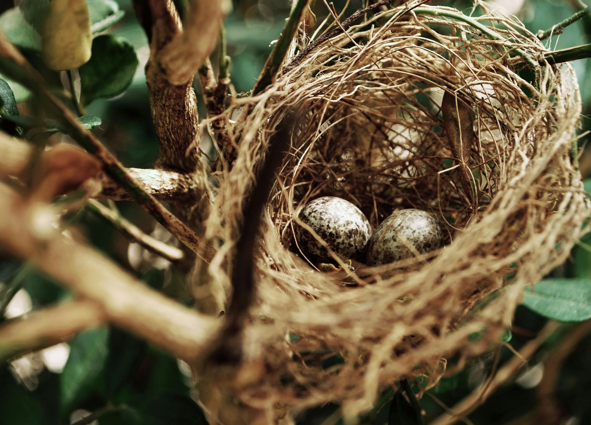 A bird nest filled with eggs is hanging from a tree branch.