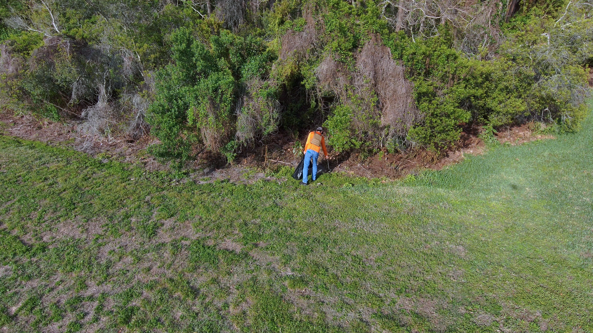 Person in orange shirt and blue pants standing by dense bushes on a grassy hillside.