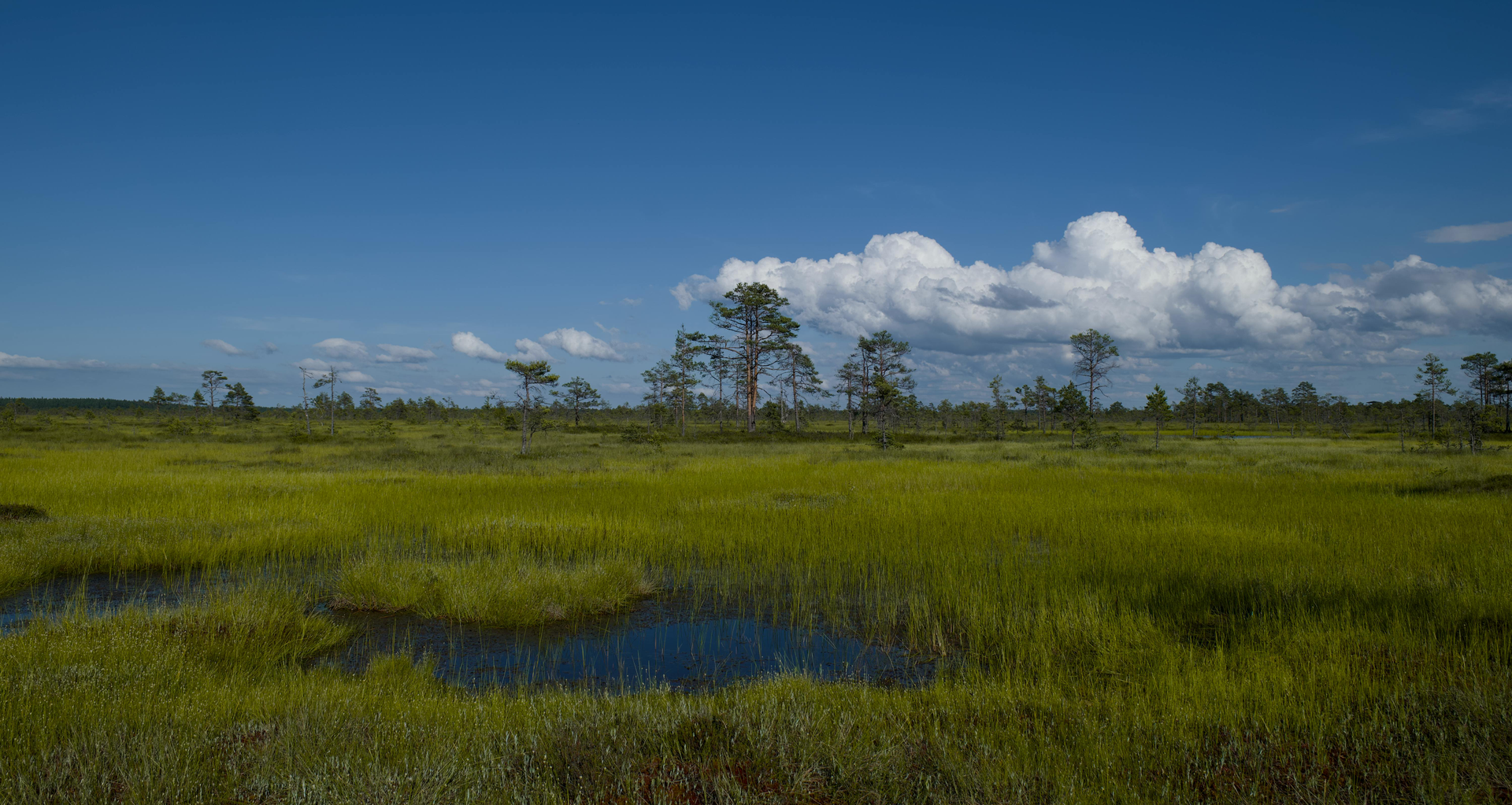 There is a small pond in the middle of a grassy field.