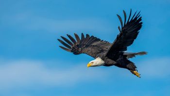 A bald eagle is flying through a blue sky.