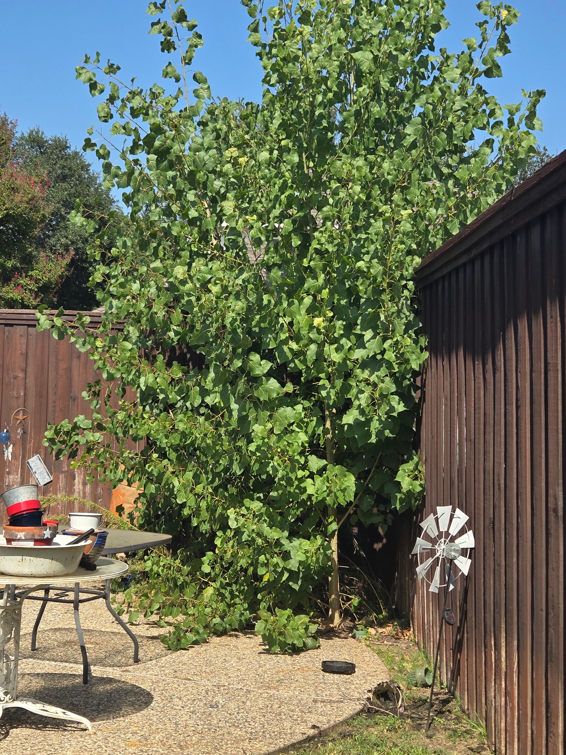 Overgrown shrub in a backyard by a fence.