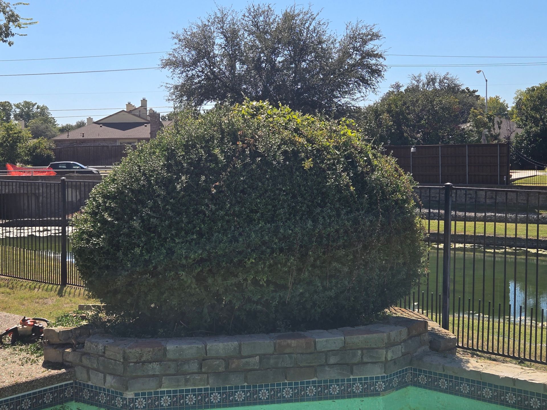 Fresh trimmed shrub in front of a swimming pool.