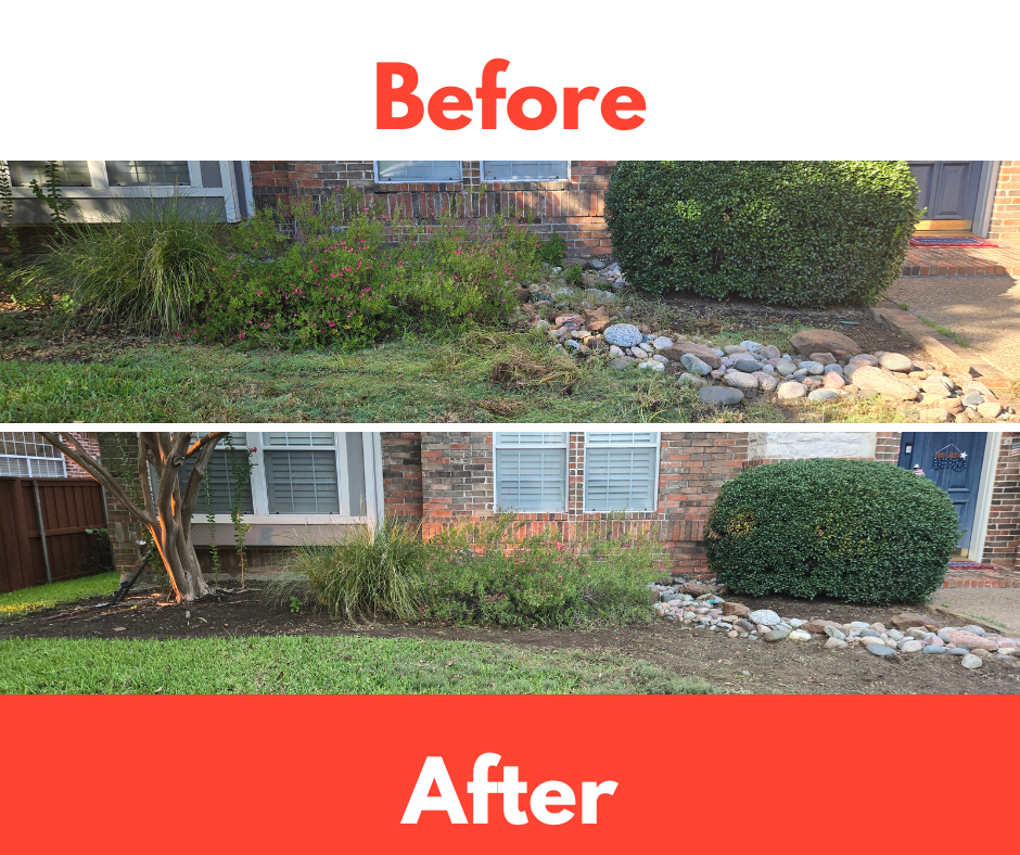Before and After of a cleaned up garden bed with bushes trimmed and weeds removed.