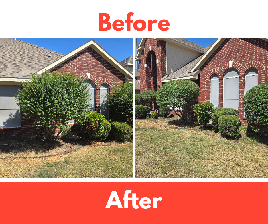 Before and After of hedges trimmed.