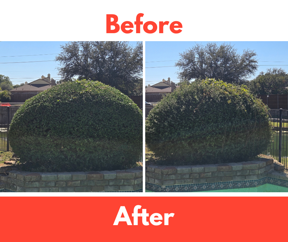 Before and After of rounded and trimmed hedges.