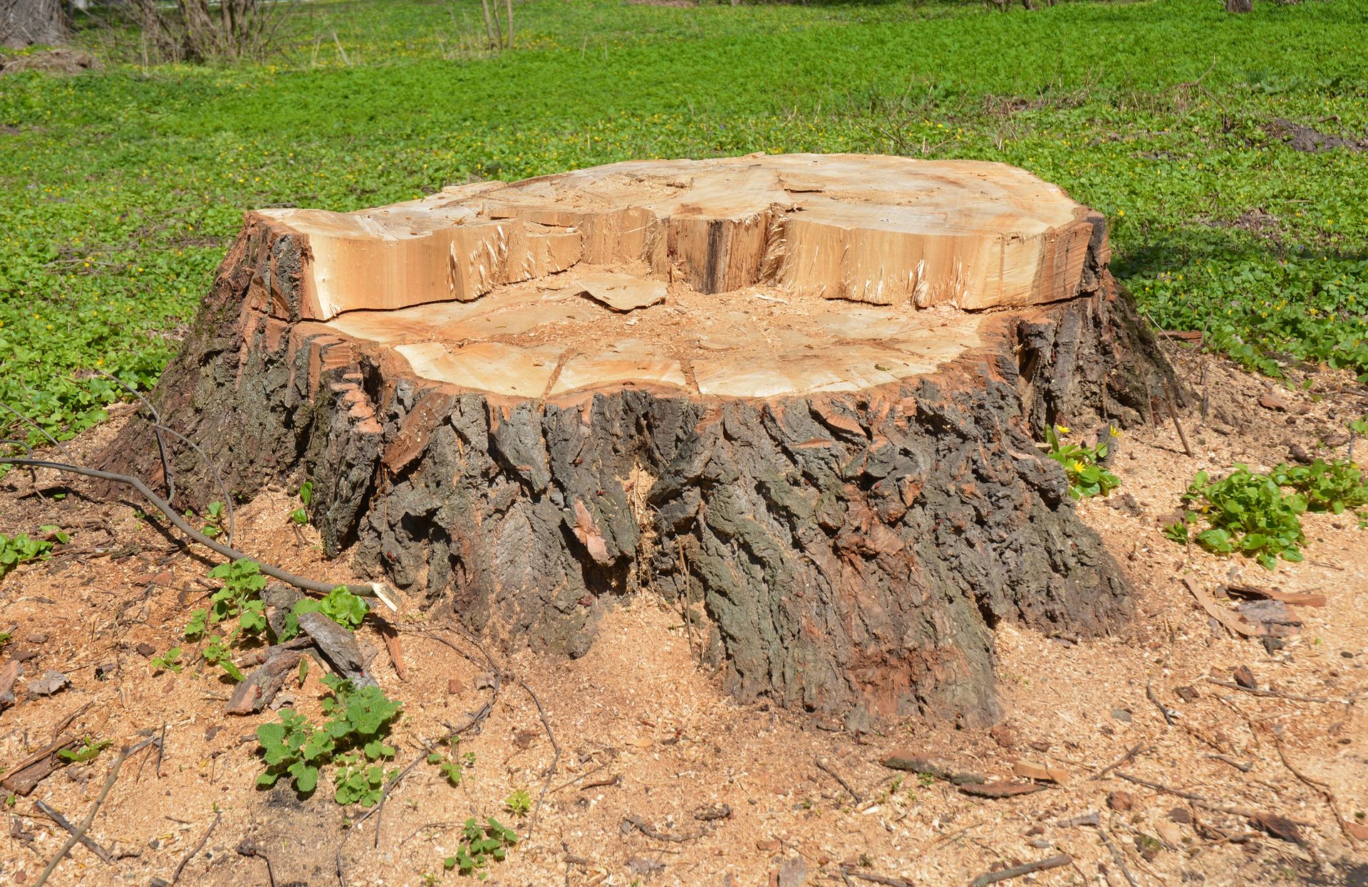A large tree stump is sitting in the middle of a grassy field.