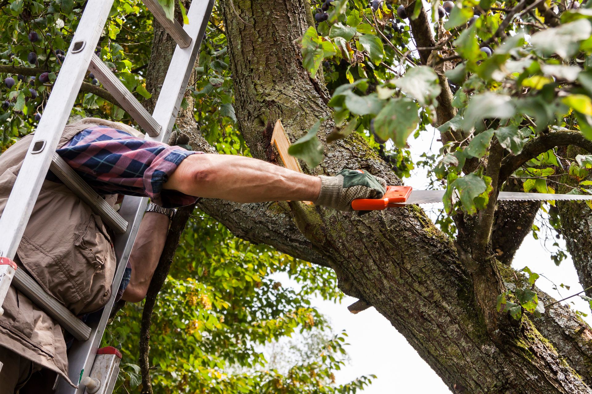 Worker on a ladder trimming a tree branch with orange pruning shears
