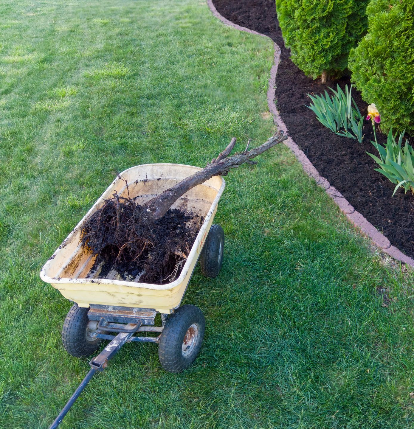 A wheelbarrow filled with dirt and dead bush on a lush green lawn.