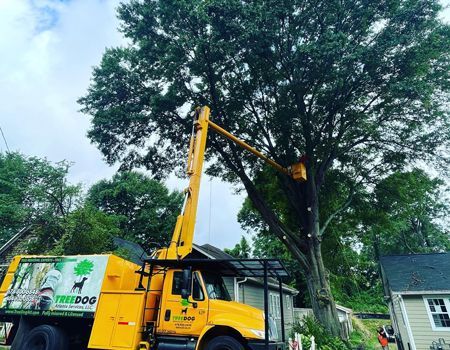 Yellow tree-trimming truck with extended crane working on a large tree beside a house